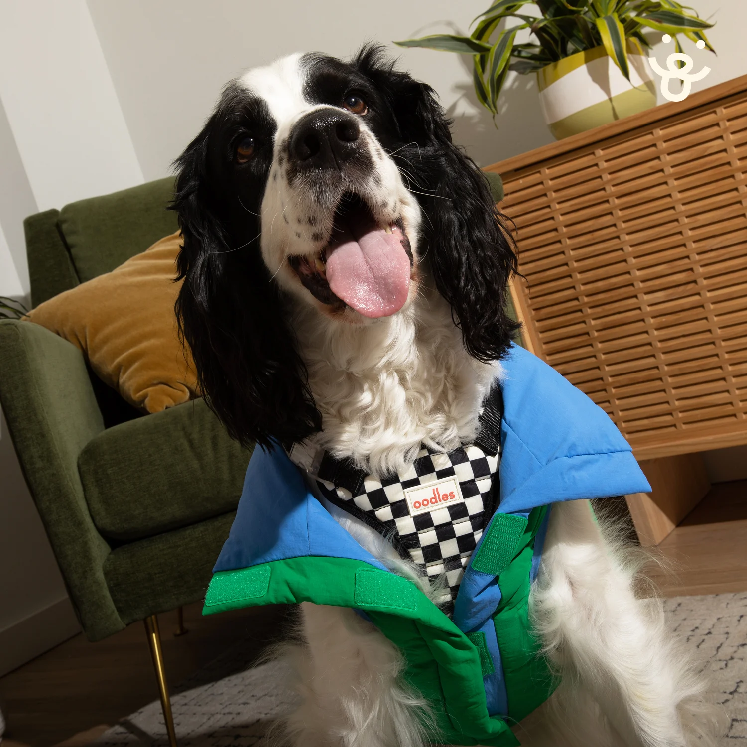 oodles pet puffer jacket green blue colorblock