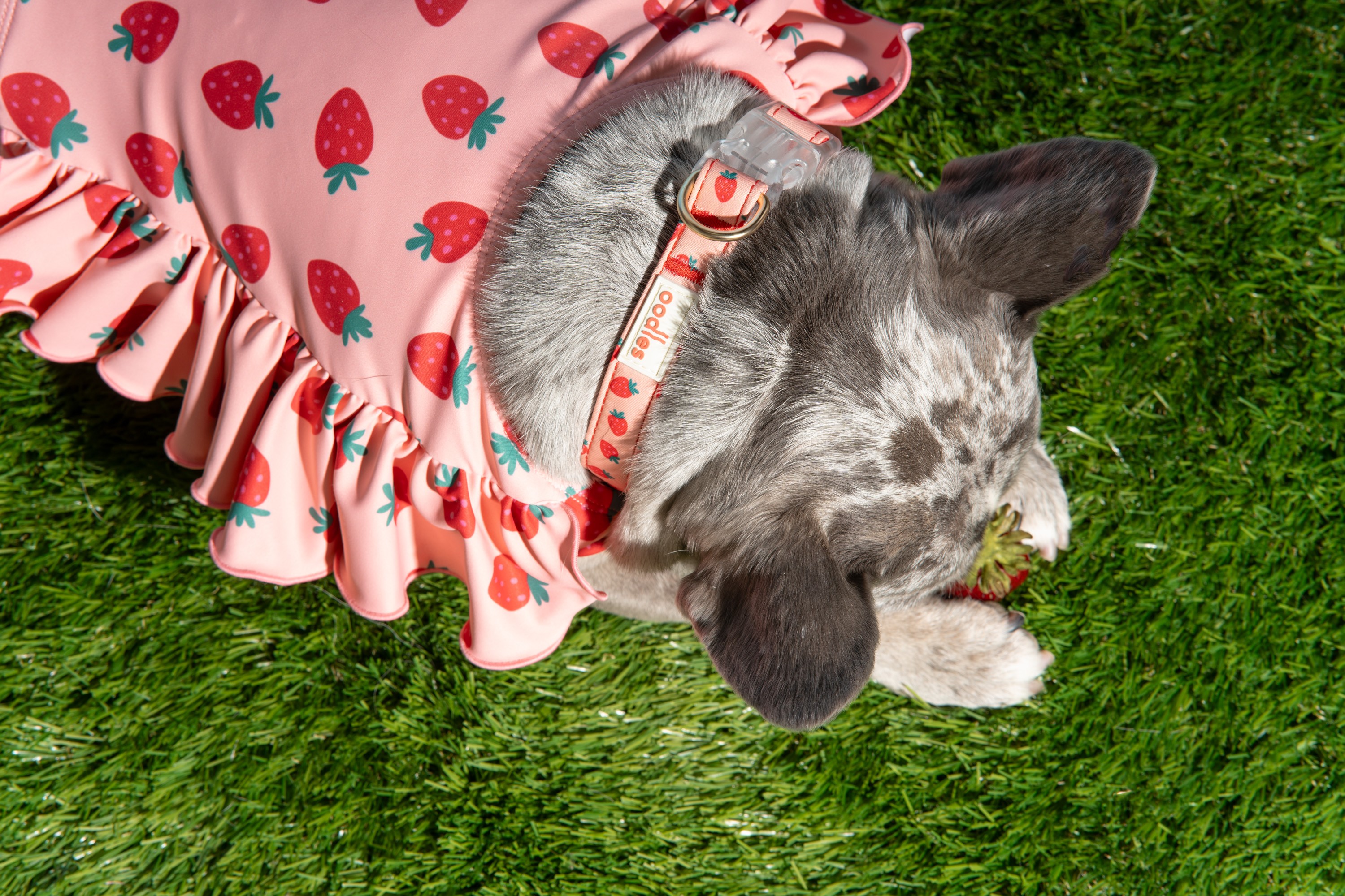 oodles pet strawberry dog collar and strawberry dog swimsuit